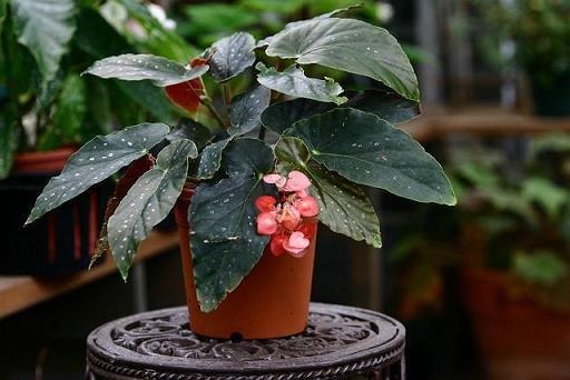 B. ‘Rose Valley’